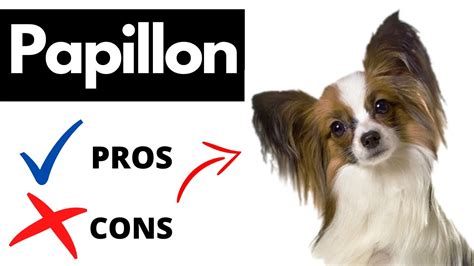 pros and cons of papillons.